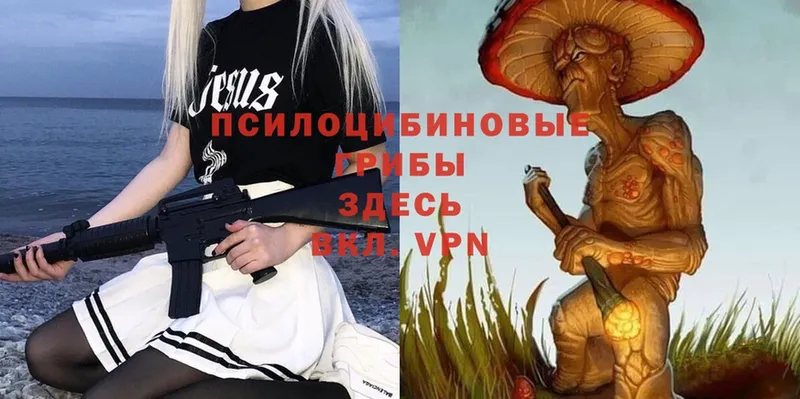 закладка  Краснодар  Галлюциногенные грибы Psilocybe 